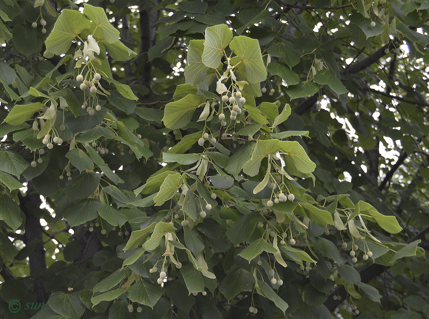 Изображение особи Tilia cordifolia.