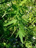 Pastinaca sativa. Лист. Чувашия, окр. г. Шумерля, дер. Подборное. 8 июня 2008 г.