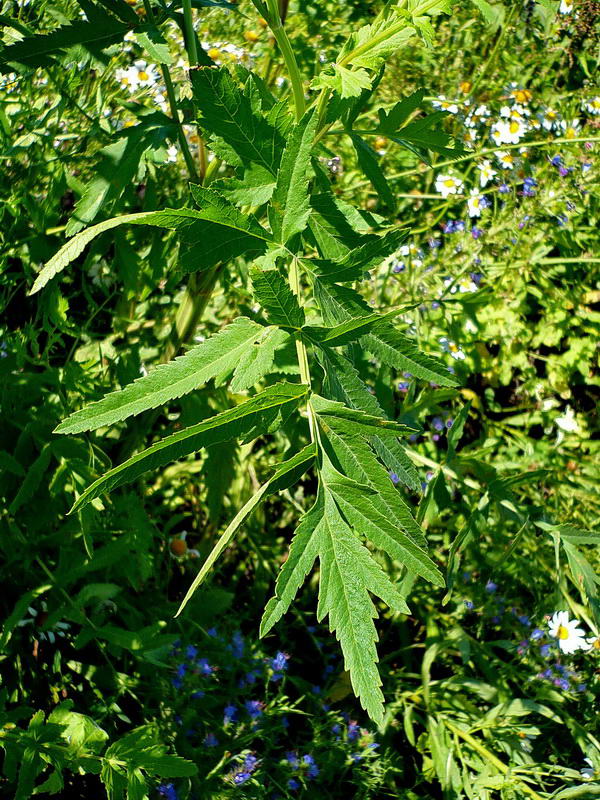 Image of Pastinaca sativa specimen.
