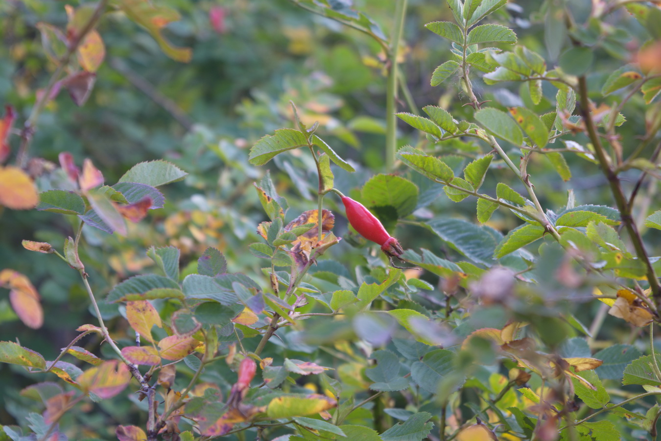 Image of genus Rosa specimen.