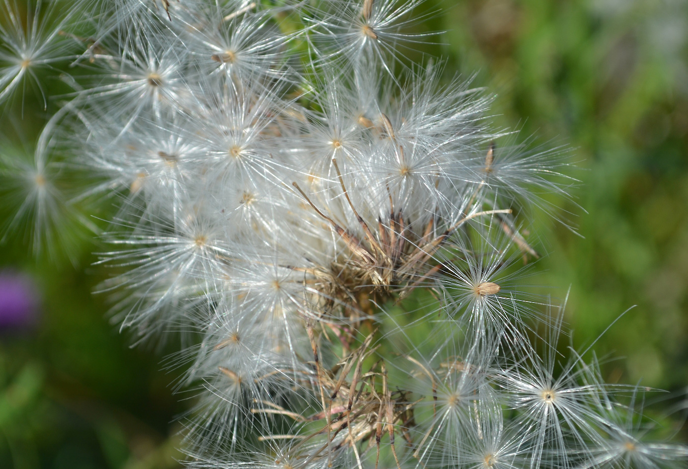 Изображение особи Carduus acanthoides.