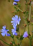 Cichorium intybus