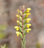 Odontites cyprius