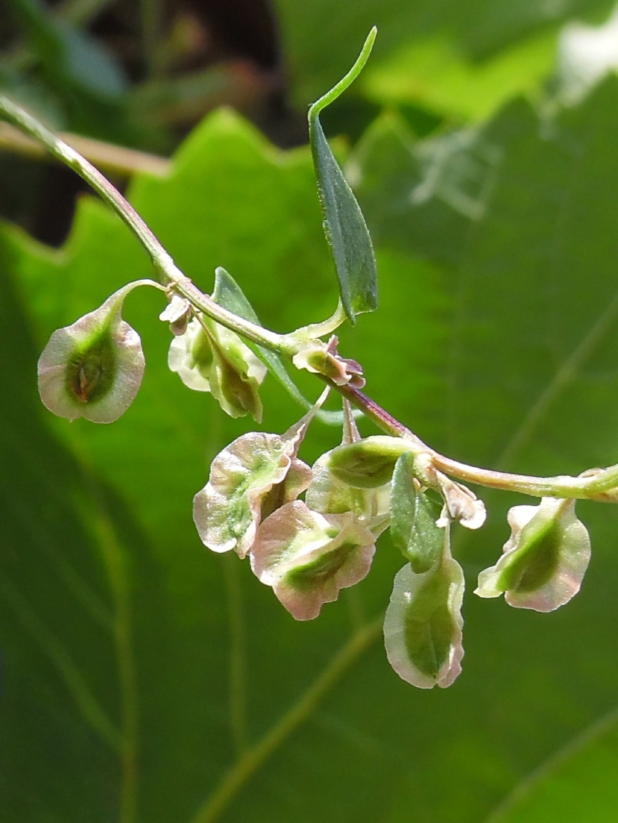 Image of Fallopia dumetorum specimen.