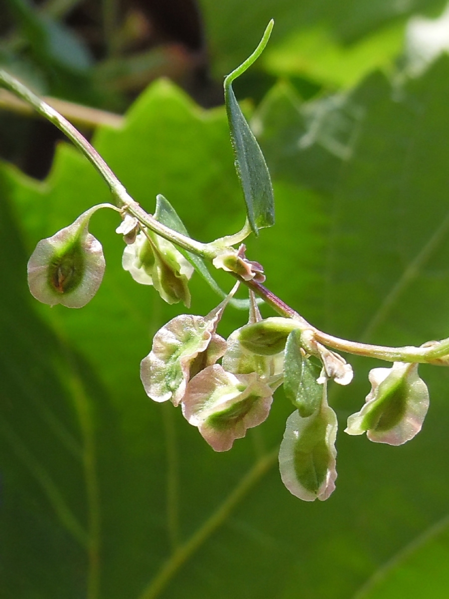 Изображение особи Fallopia dumetorum.