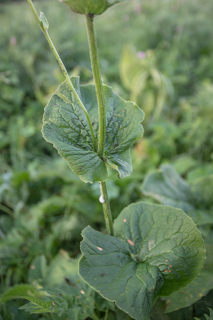 Изображение особи Doronicum macrophyllum.