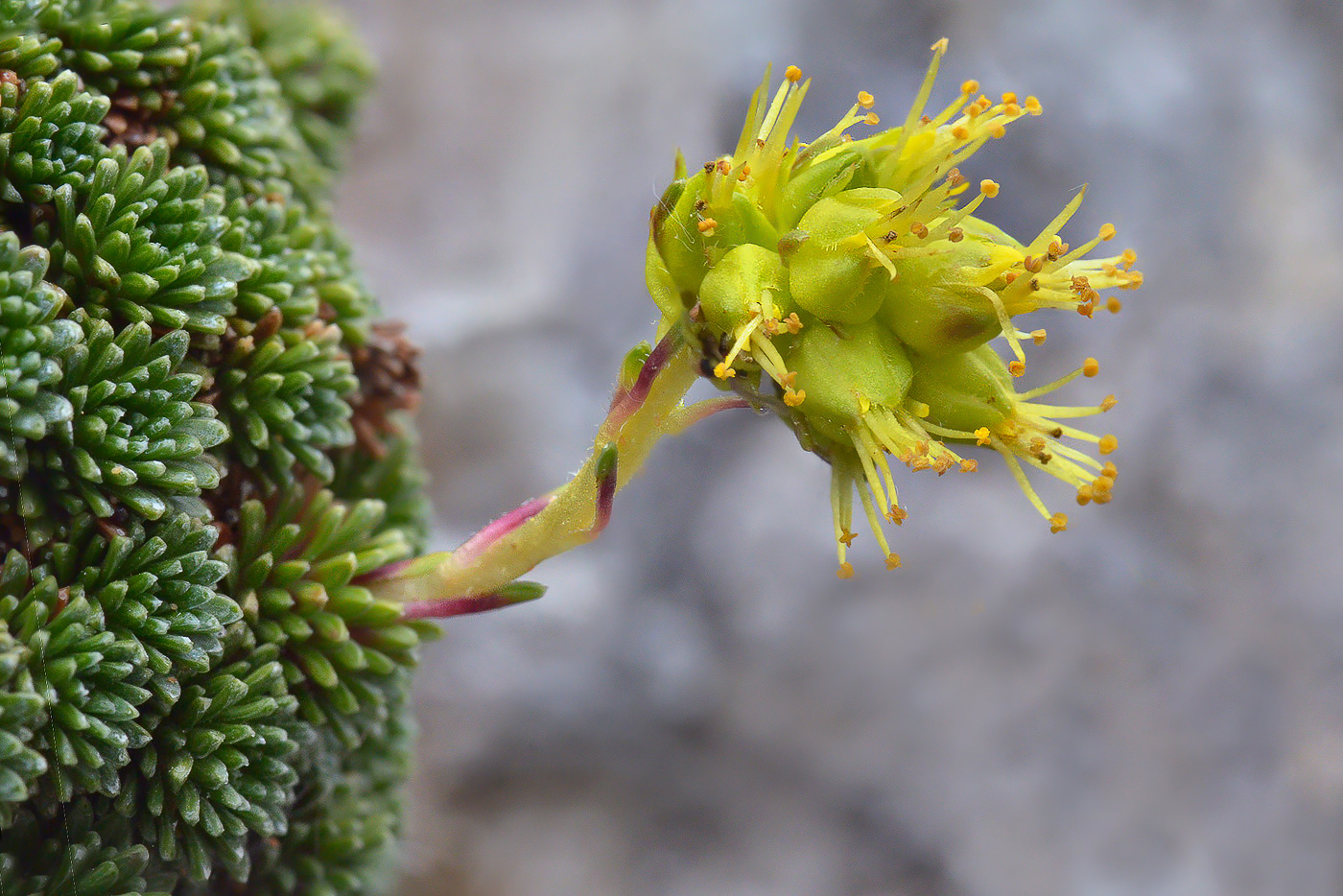 Изображение особи Saxifraga unifoveolata.