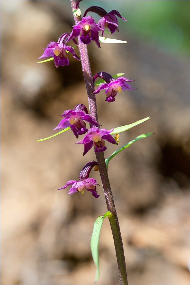 Image of Epipactis atrorubens specimen.