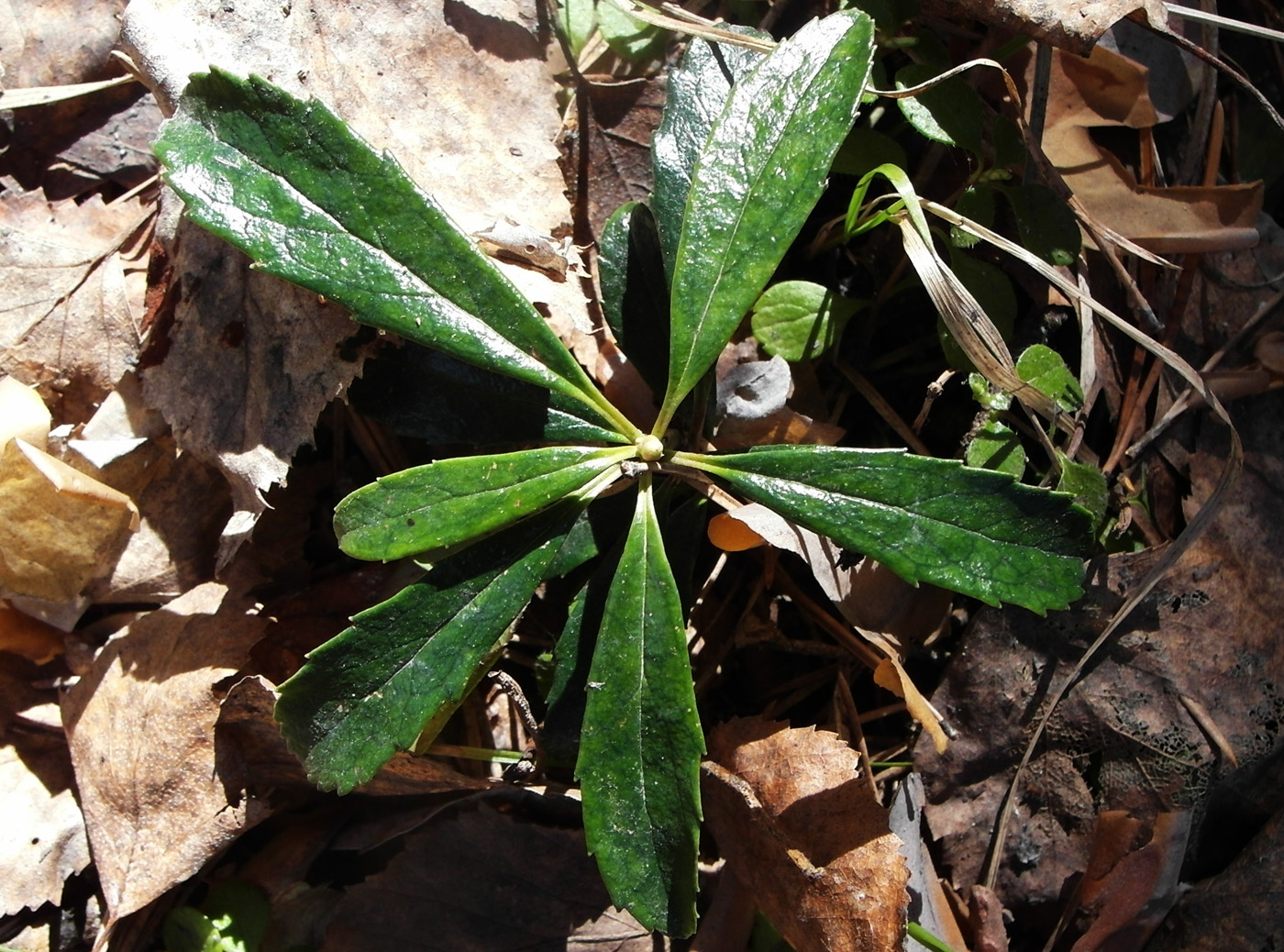 Изображение особи Chimaphila umbellata.