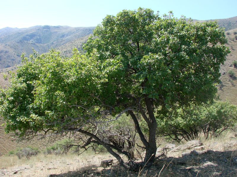 Image of Acer pubescens specimen.