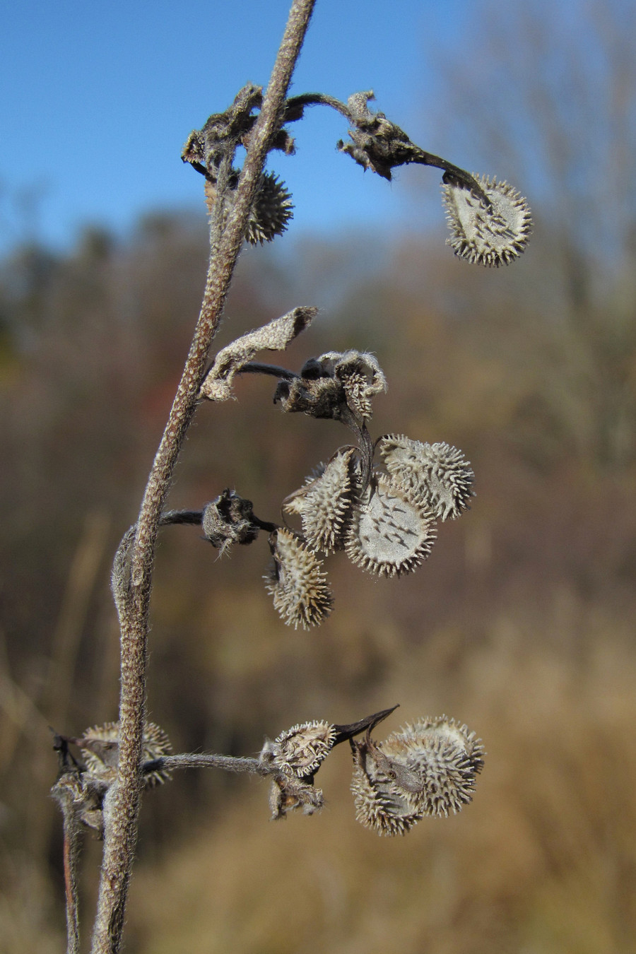 Image of Solenanthus biebersteinii specimen.