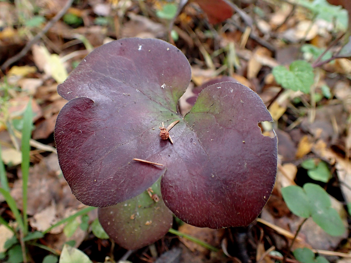 Изображение особи Hepatica nobilis.