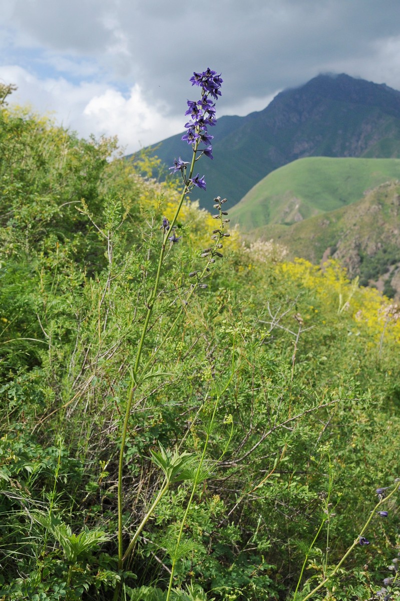 Изображение особи Delphinium poltaratzkii.