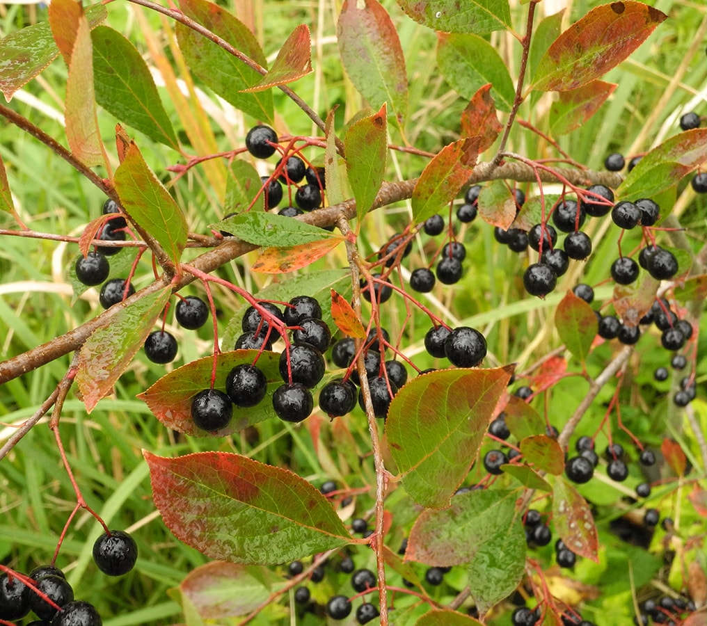 Изображение особи Aronia melanocarpa.