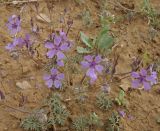 Geranium tuberosum