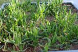 genus Carpobrotus. Молодые вегетирующие растения. Азербайджан, г. Баку, Зимний парк. 4 декабря 2019 г.