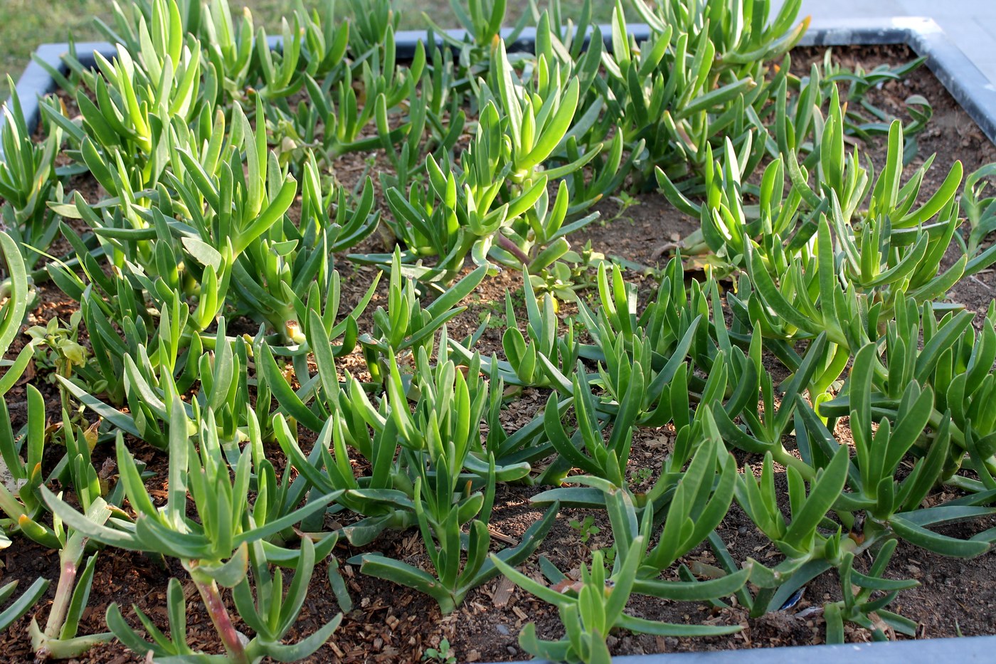 Изображение особи род Carpobrotus.