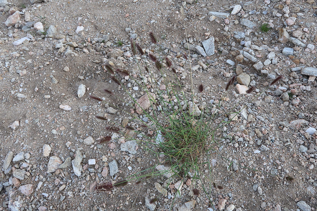 Image of genus Agropyron specimen.