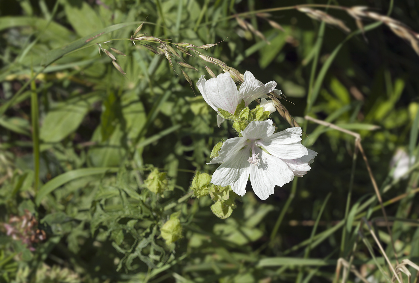 Image of Malva moschata specimen.