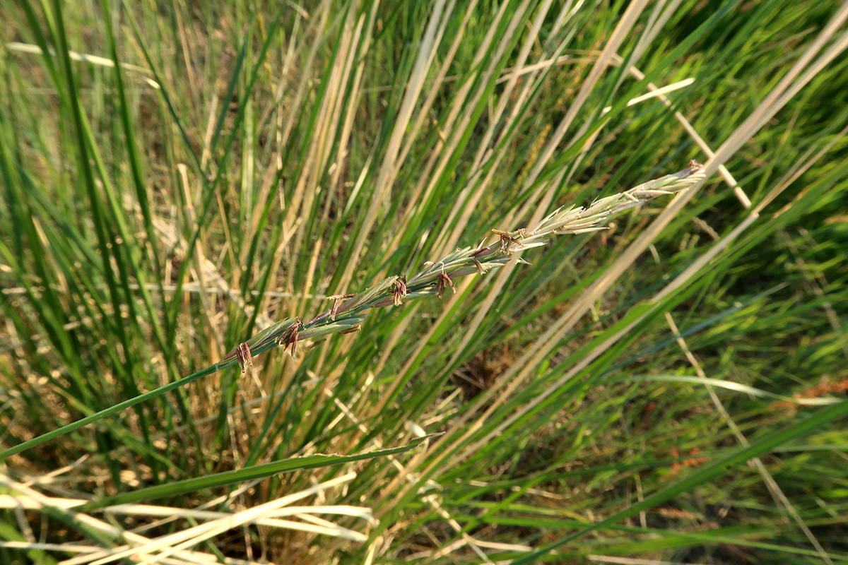 Изображение особи семейство Poaceae.