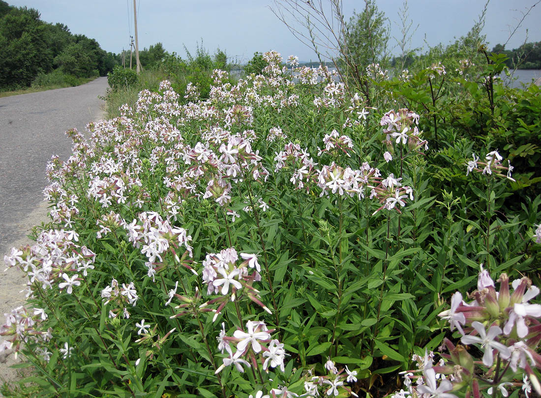 Изображение особи Saponaria officinalis.