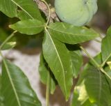 Casimiroa edulis