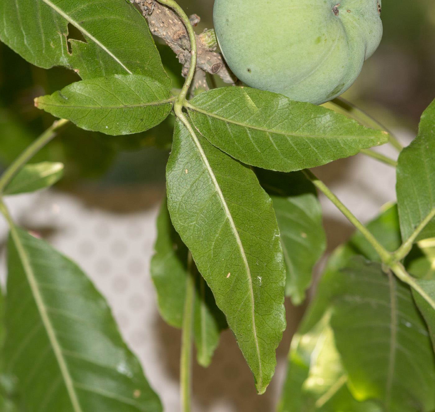 Изображение особи Casimiroa edulis.