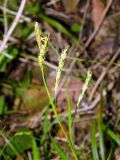 Carex sylvatica