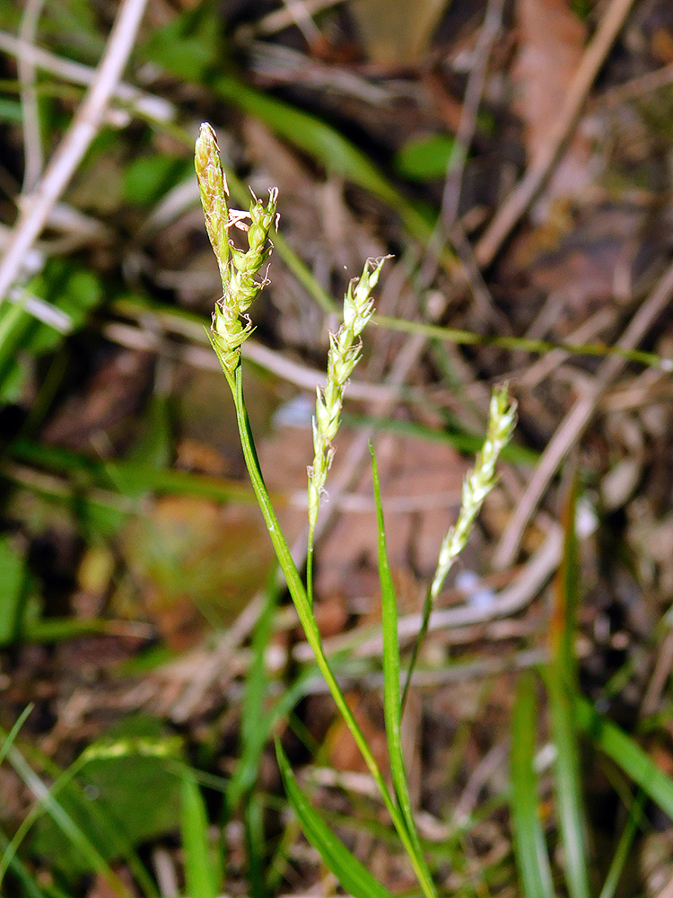 Изображение особи Carex sylvatica.