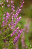 Calluna vulgaris