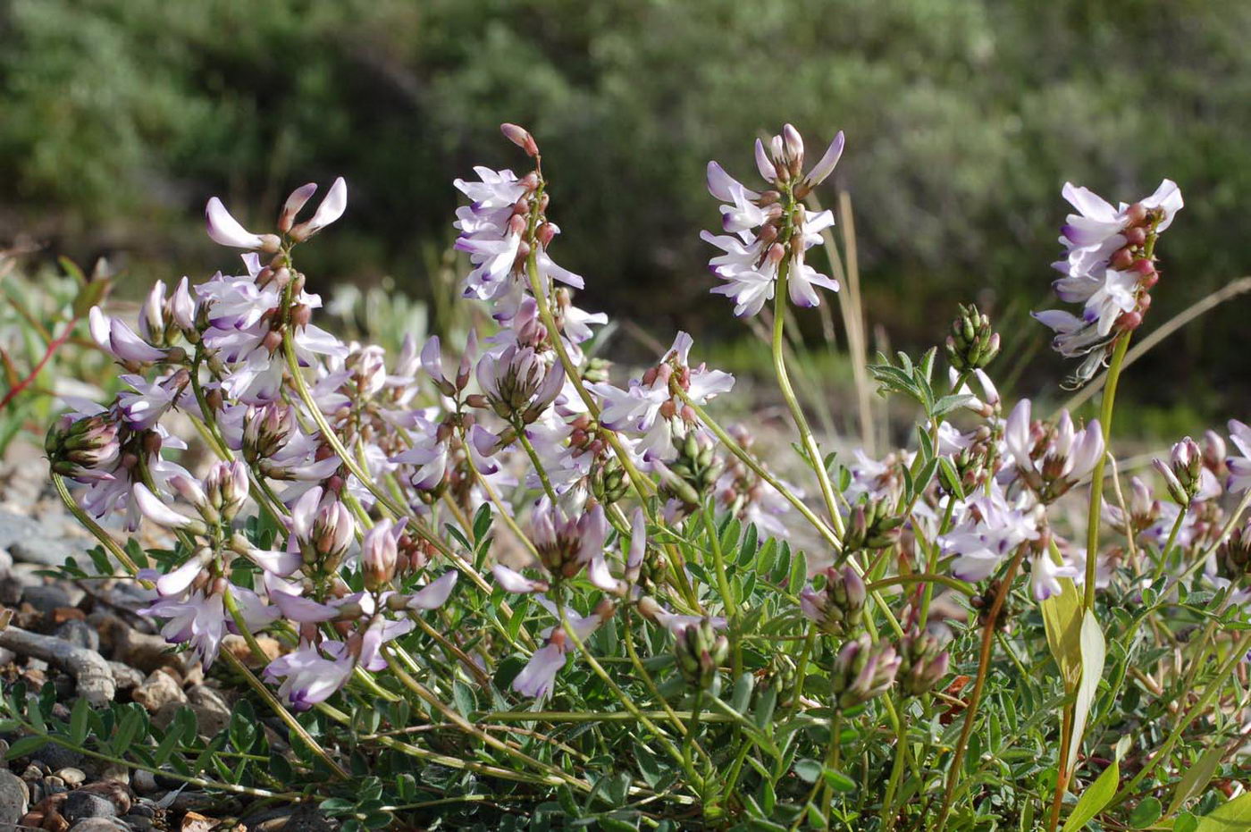 Image of Astragalus alpinus specimen.