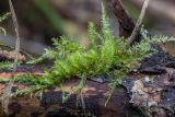 Bryopsida