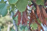 Cercis siliquastrum