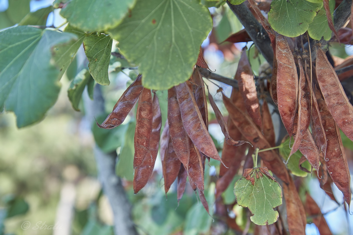 Image of Cercis siliquastrum specimen.