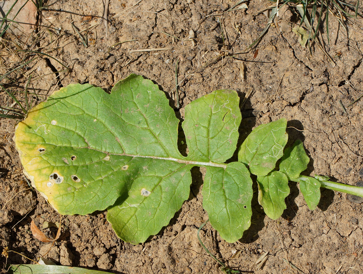 Изображение особи Raphanus raphanistrum.