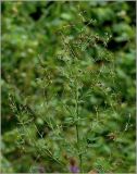 Thalictrum flavum