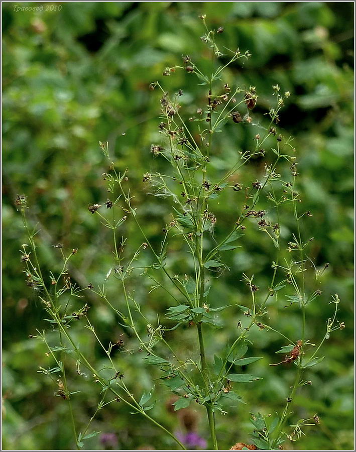 Изображение особи Thalictrum flavum.