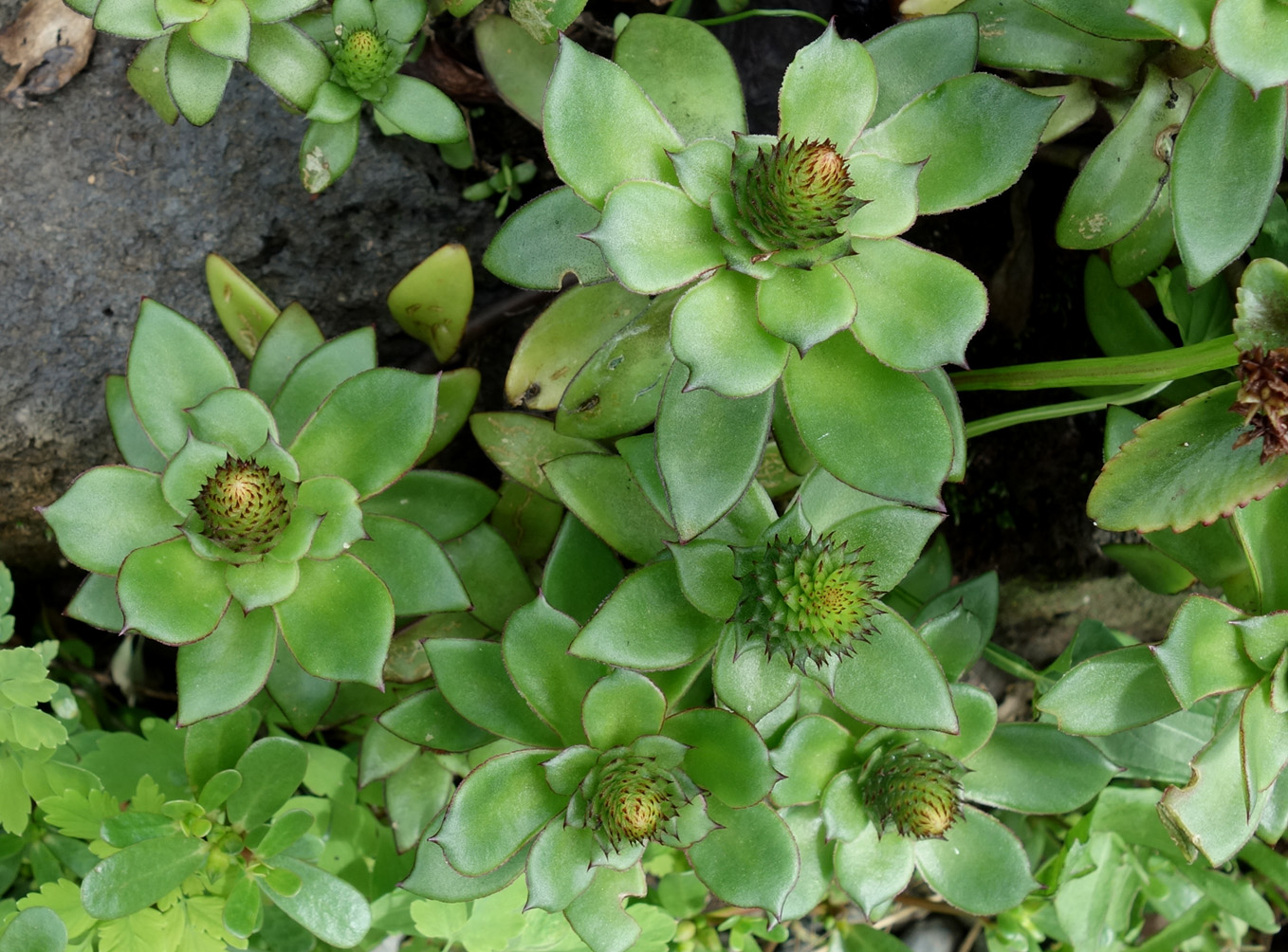 Image of Orostachys maximowiczii specimen.