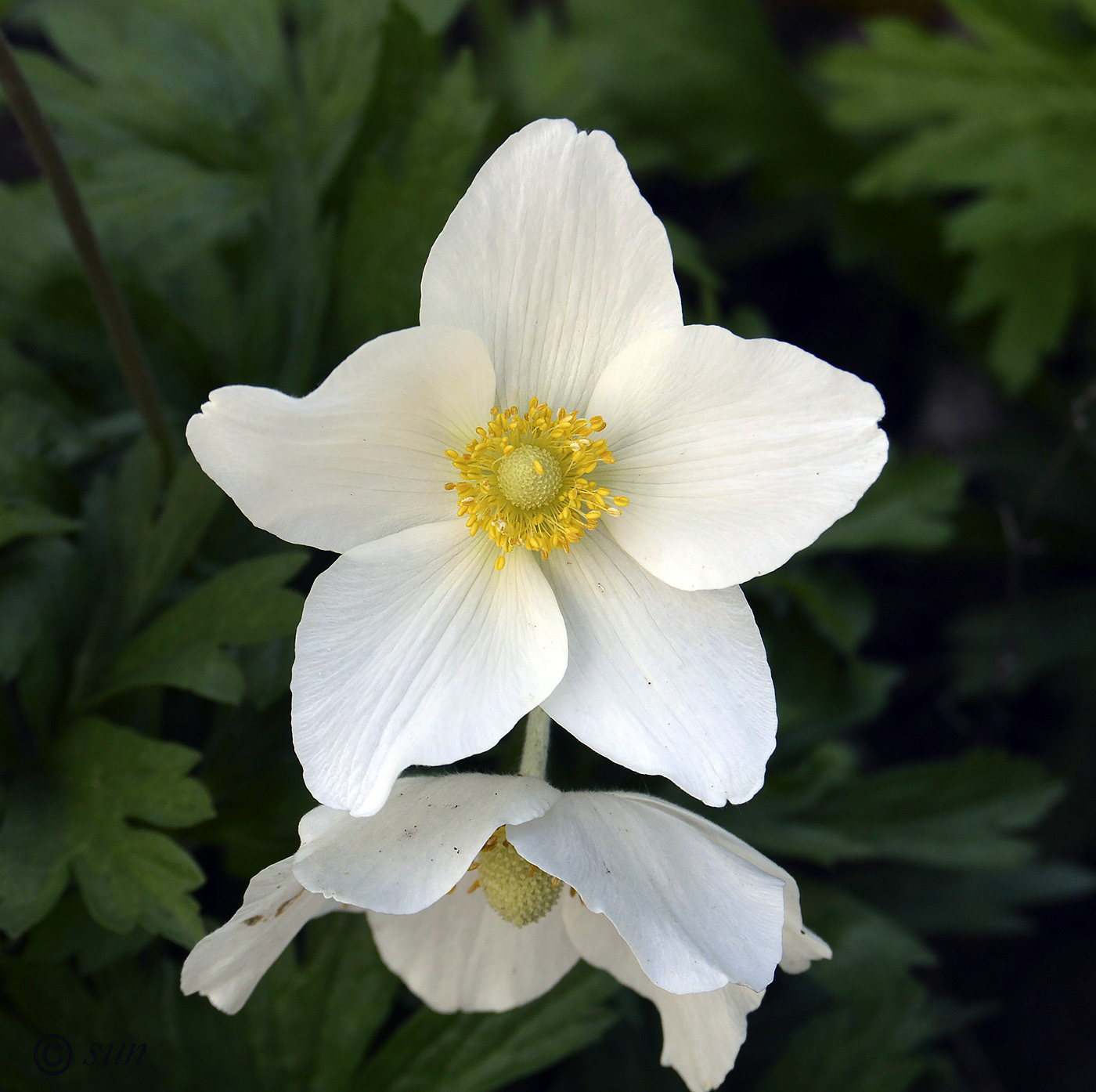 Image of Anemone sylvestris specimen.