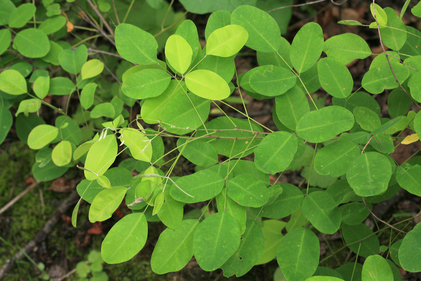 Изображение особи Lespedeza bicolor.