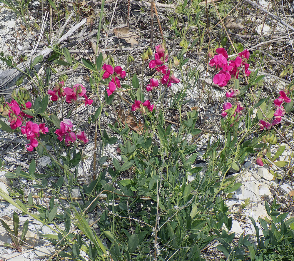 Изображение особи Lathyrus tuberosus.