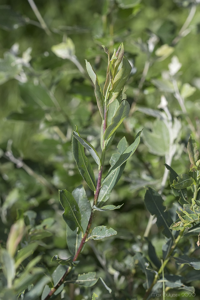 Изображение особи Salix purpurea.