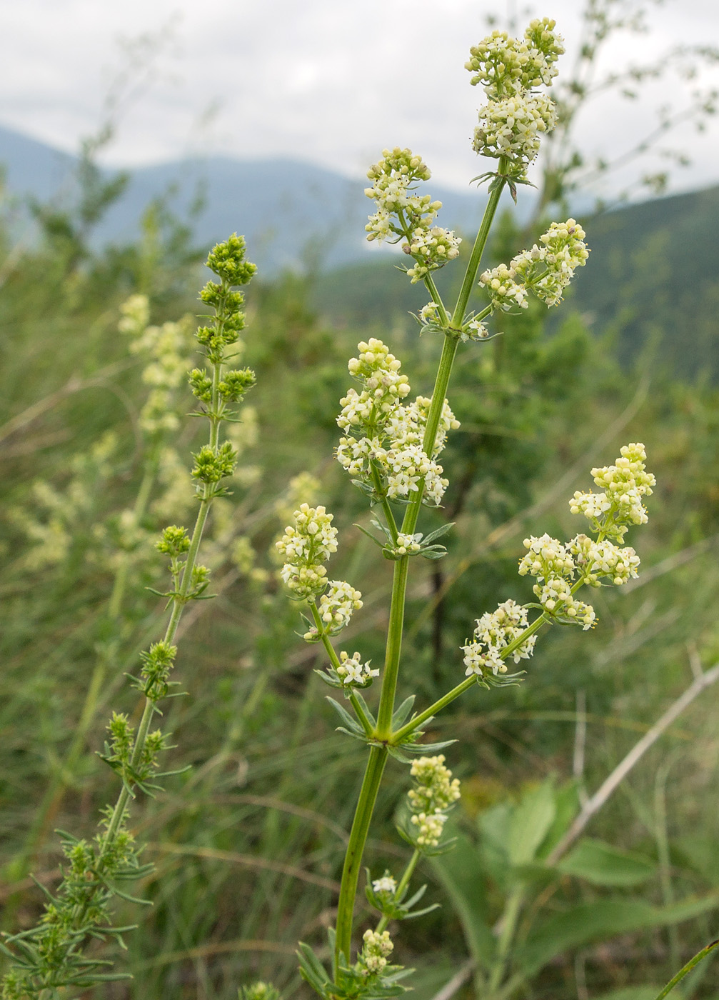 Image of Galium mollugo specimen.