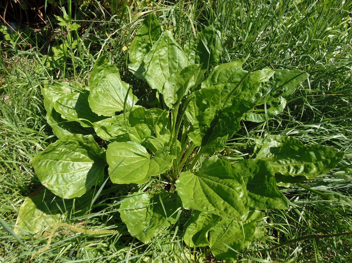 Изображение особи Plantago major.