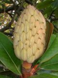 Magnolia grandiflora