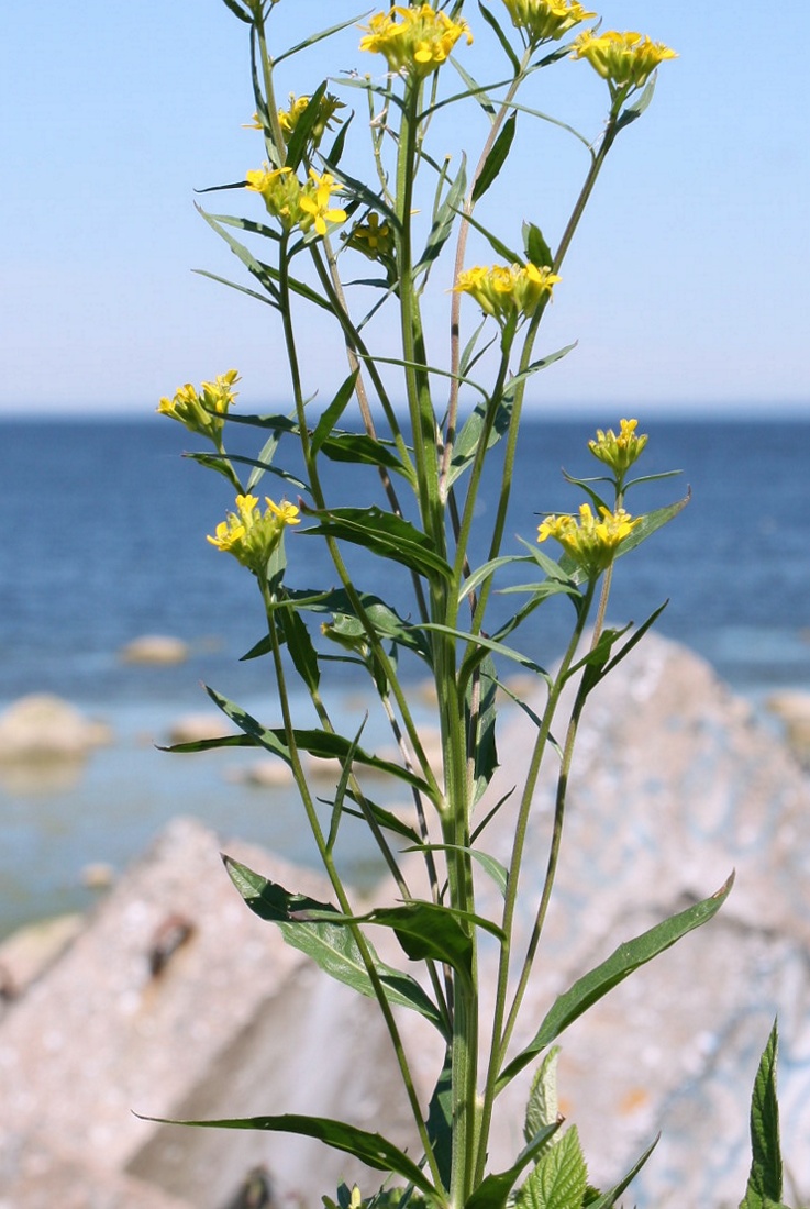 Image of Erysimum hieraciifolium specimen.