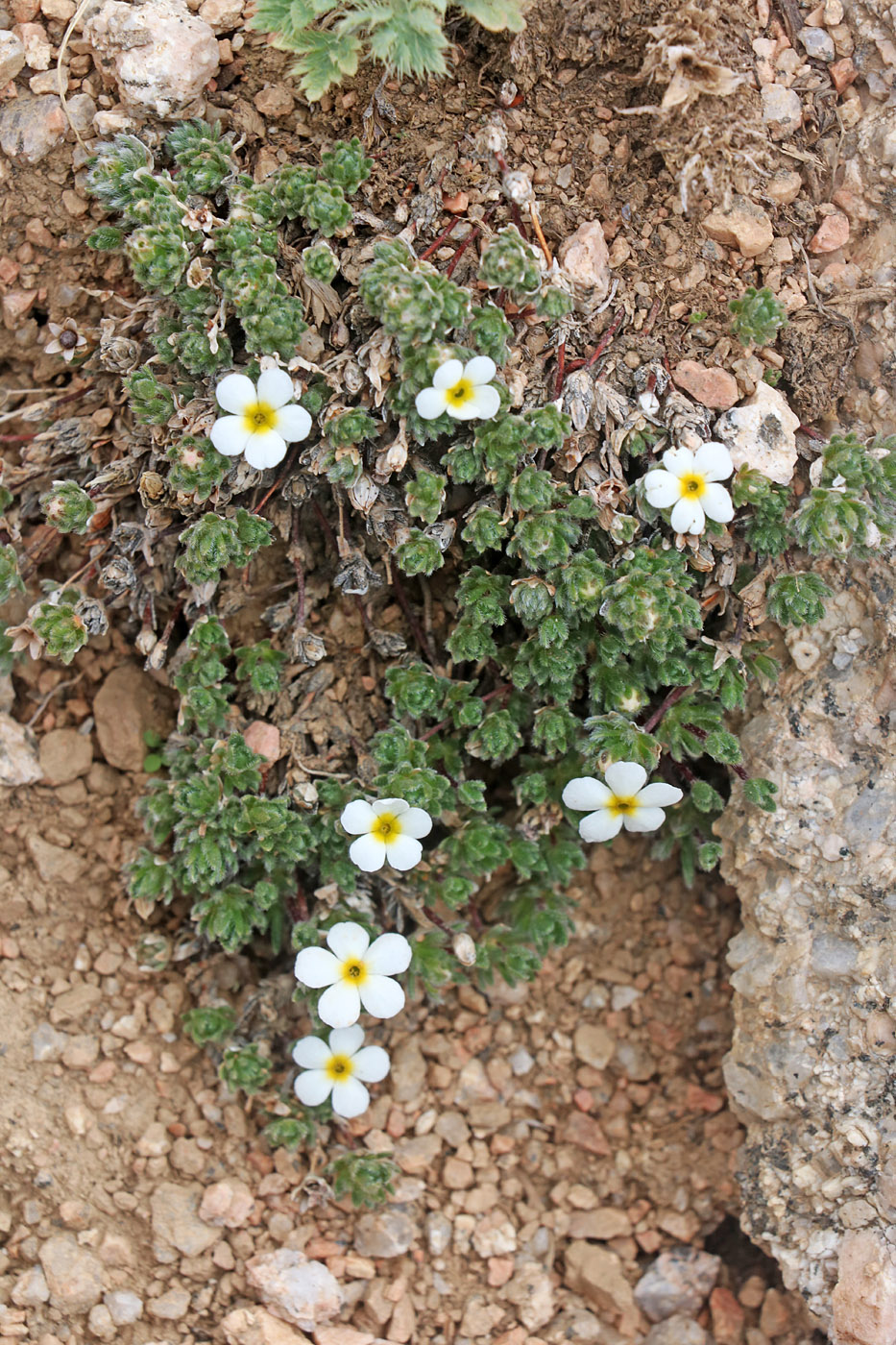 Image of Androsace dasyphylla specimen.
