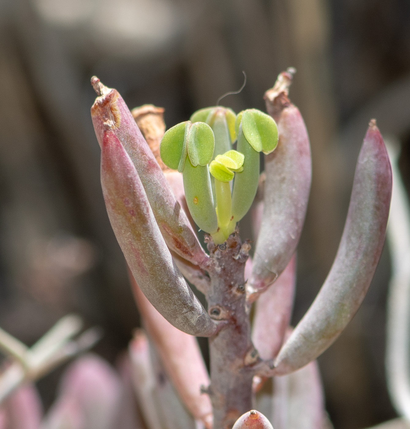 Изображение особи род Oxalis.