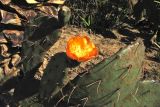 genus Opuntia
