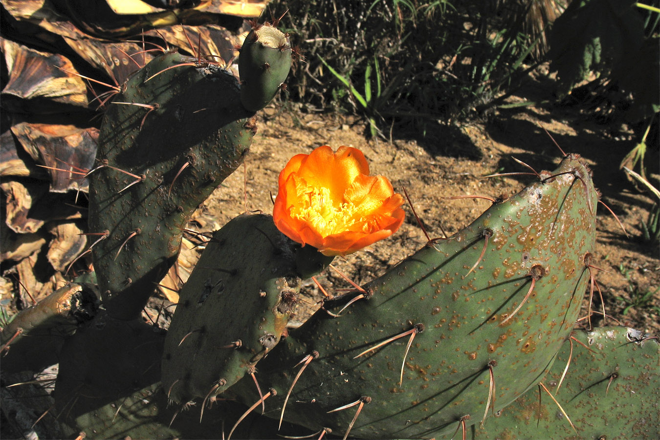 Image of genus Opuntia specimen.